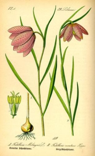 Fritillaria the Chequer'd Tulip - Fritillaria montana - рябчик горный